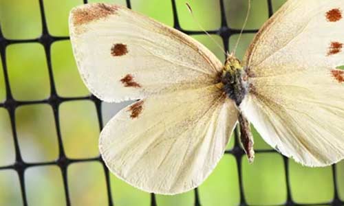 Butterfly Garden Netting