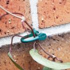 Ambassador - Stem Support Clips