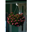 Ambassador - Swivel Hooks