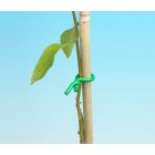 Ambassador - Twist Tie - 6m