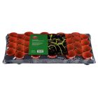 Ambassador Growing Tray With 40 Round Pots
