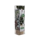 Kaemingk Imperial Mini Decorated Tree - 60cm Green/Multi