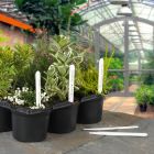Ambassador - Plant Labels - 5" - 10cm