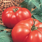 Unwins Beefsteak Tomato Marmande Seeds