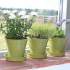 Haxnicks 6" Bamboo Pots - Sage Green (Packs of 5)