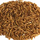 RSPB Dried Mealworms Bird Food - 200g