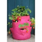 Haxnicks Strawberry & Herb Patio Planter - Pack of 2