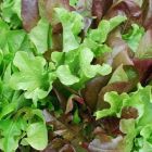 Unwins Lettuce (Leaves) Mixed Salad Leaves Seeds
