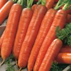 Unwins Carrot Autumn King 2 Seeds