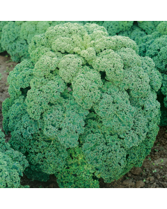 Kale Afro Seeds