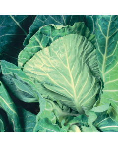Unwins Cabbage (Spring Greens) Winter Special Seeds
