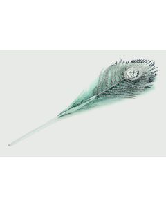 Peacock Feather Stem - 30cm - Teal Design B