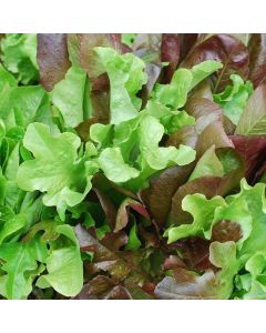 Unwins Lettuce (Leaves) Mixed Salad Leaves Seeds