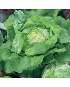 Unwins Lettuce (Butterhead) All The Year Round Seeds