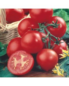 Unwins Round Tomato Shirley F1 Seeds
