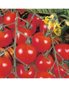 Unwins Cherry Tomato Gardener's Delight Seeds