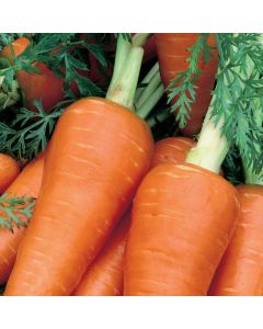 Unwins Carrot Chantenay Red Cored 2 Seeds