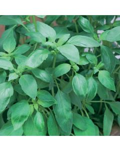 Unwins Herb Basil Sweet Green Seeds