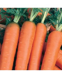 Unwins Carrot Nantes 2 Seeds