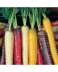 Unwins Carrot Rainbow Mix F1 Seeds