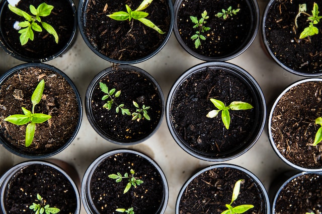 The Ultimate Guide to Choosing the Perfect Plant Pots for Your Garden