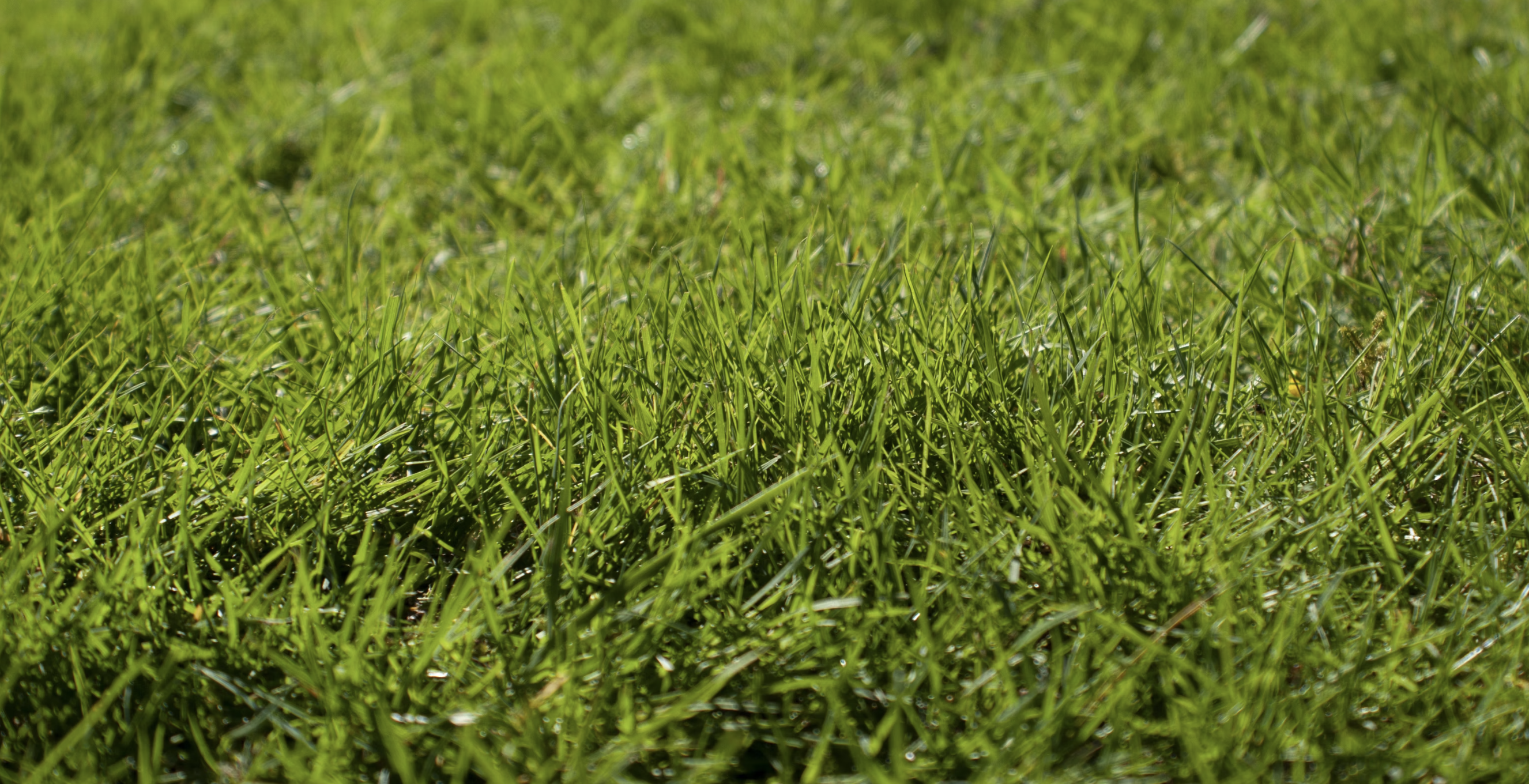 10 Tips for Choosing the Best Grass Seed for a Lush Green Lawn