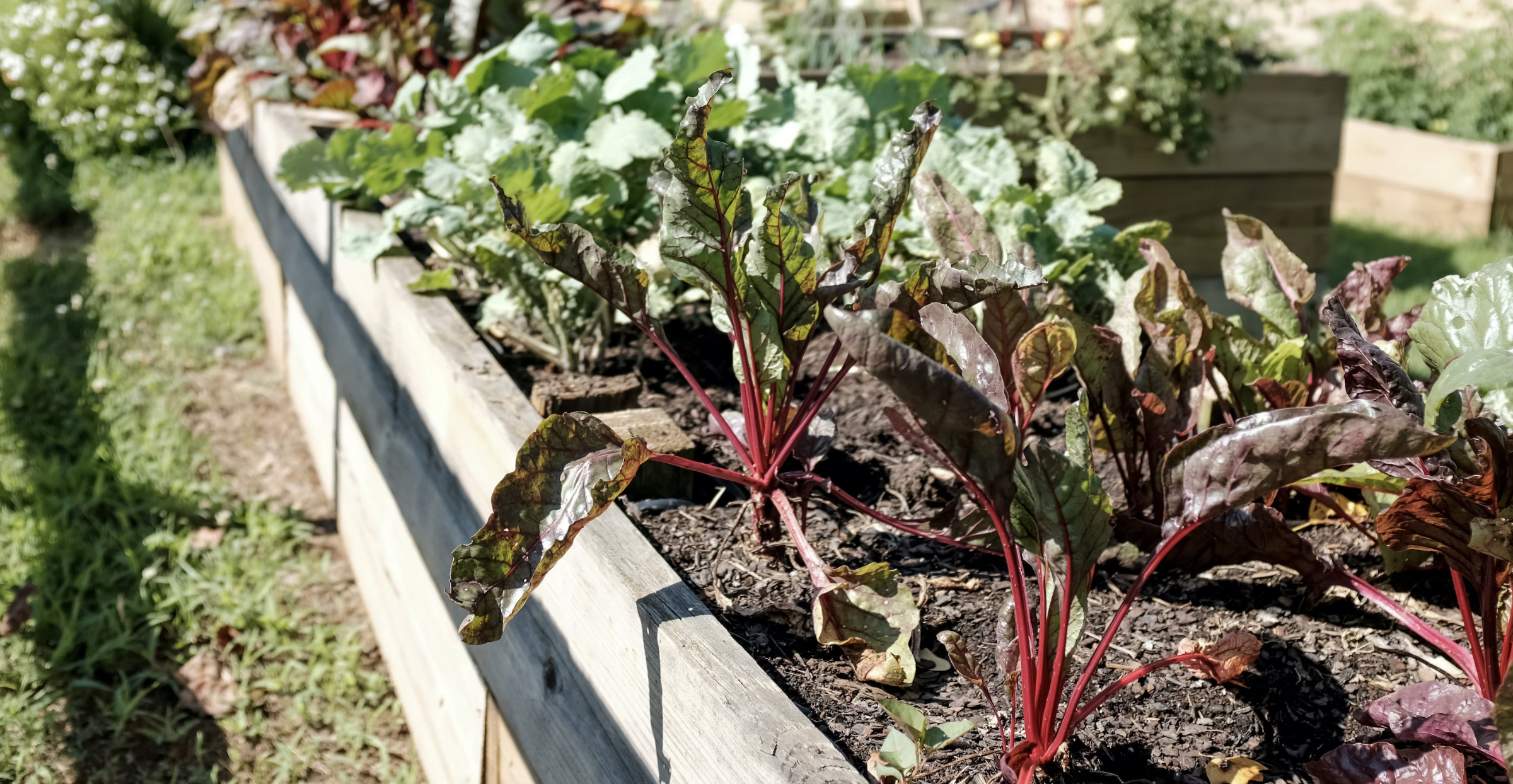 The Health Benefits of Growing Your Own Organic Vegetables at Home