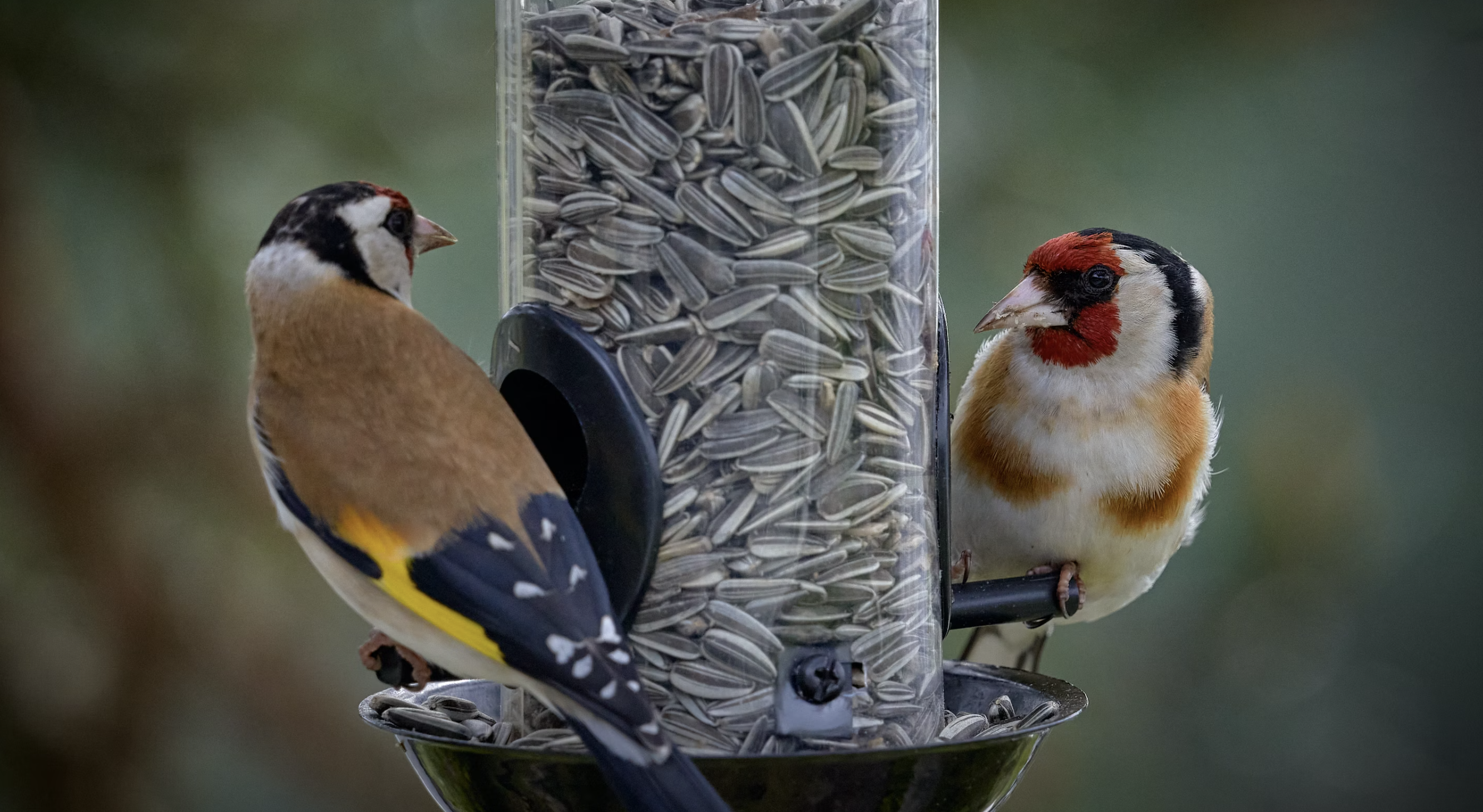 Enhancing Your Outdoor Spaces: Transform Your Garden with a Bird Feeder