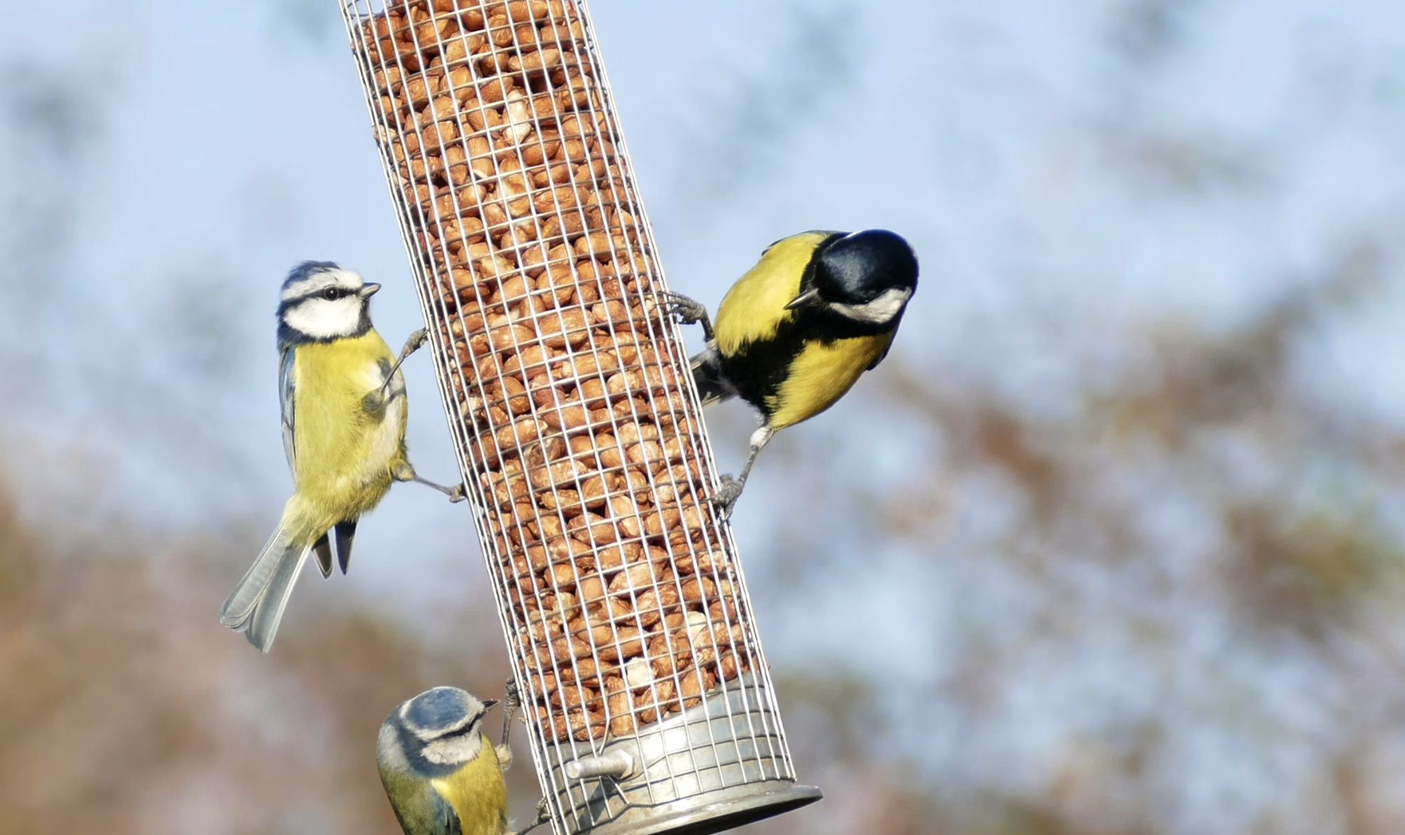 Squirrel-Proof Bird Feeders Made Easy: Proven Methods and Products to Keep Squirrels at Bay