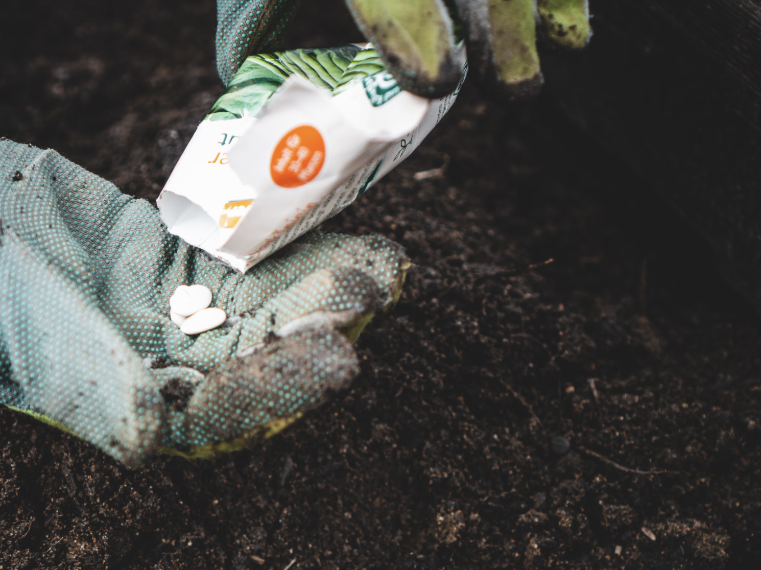 From Seed to Plate: How to Grow and Harvest Your Own Fresh Vegetables