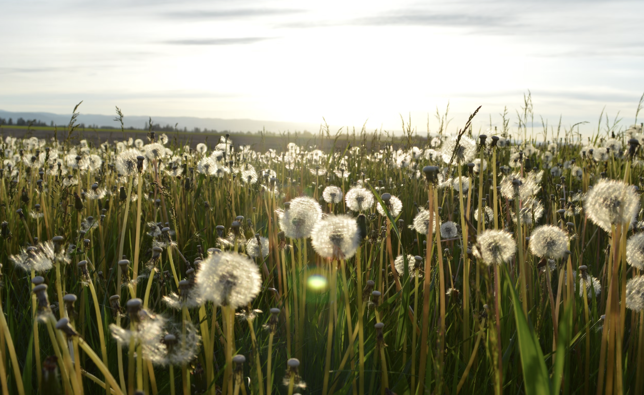 From Dandelions to Crabgrass: Understanding Different Types of Weeds and the Best Weed Killers for Each