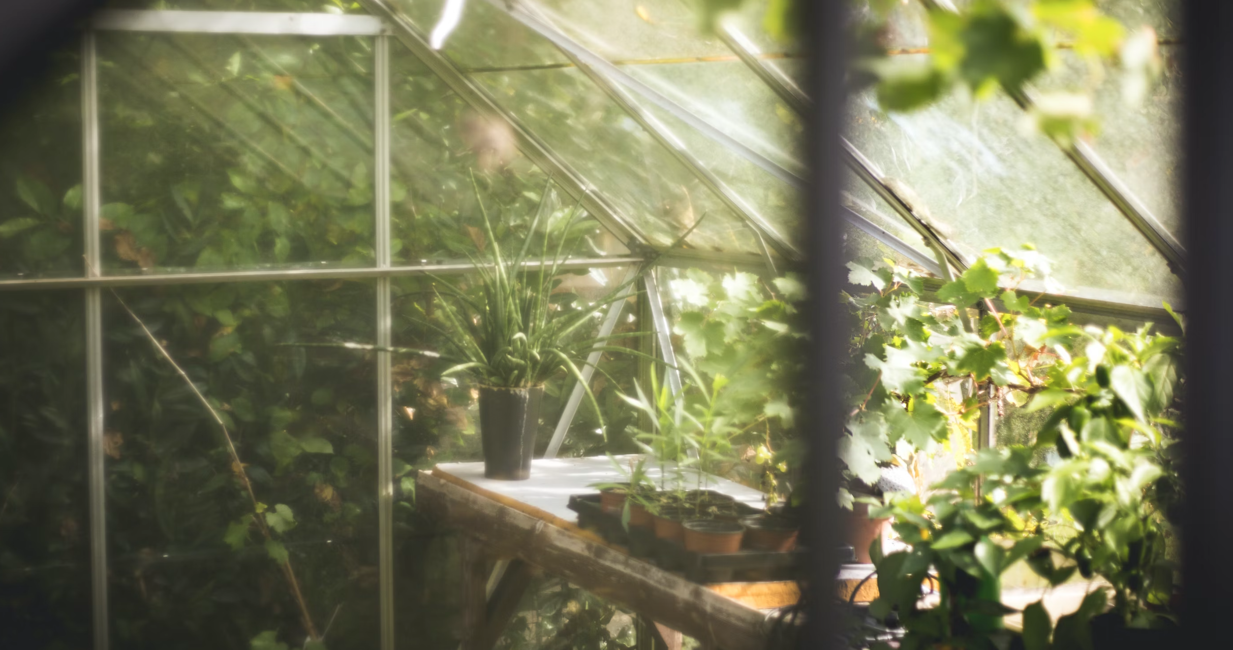 Maximizing Space in Your Green House: Creative Solutions for Small Gardens