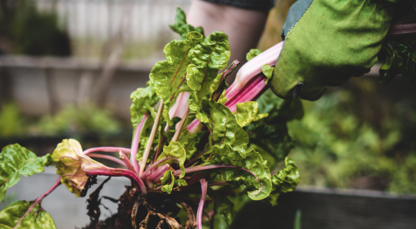 From Thorns to Tools: Why Investing in Quality Gardening Gloves is Essential