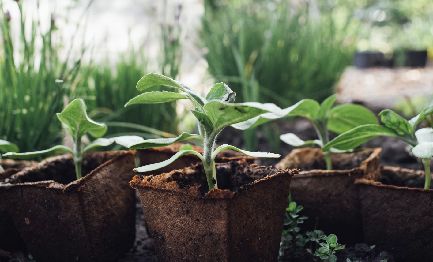 From Cuttings to Seeds: Mastering the Art of Propagation