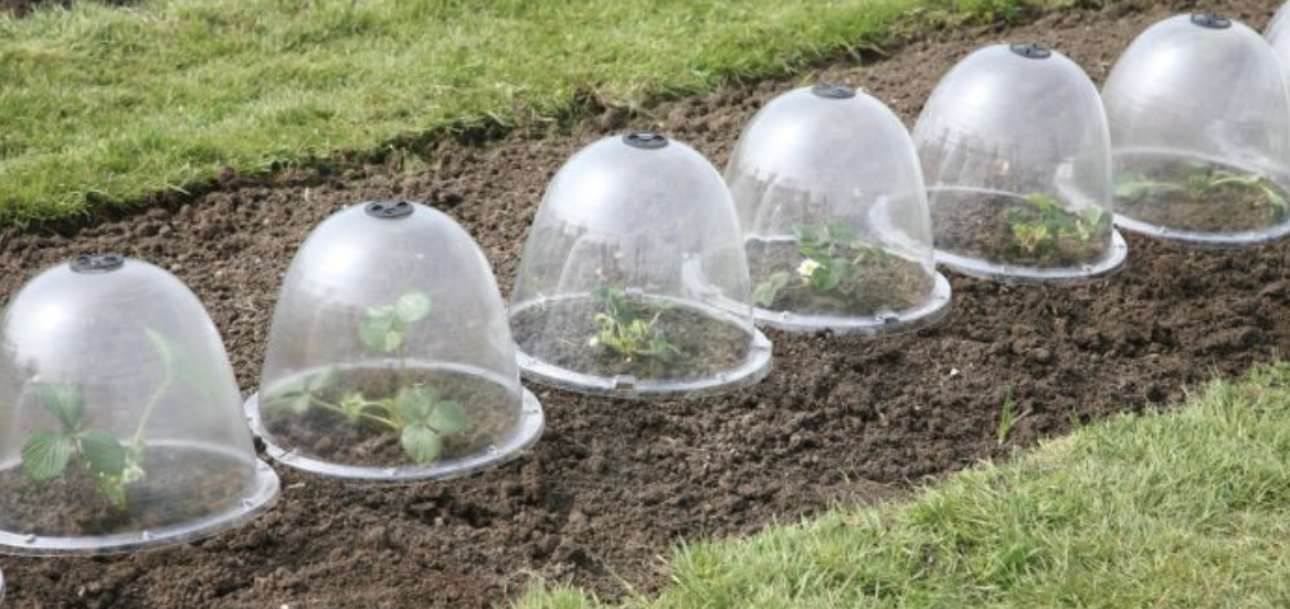 How to Protect Your Plants with Garden Cloches: A Must-Have for Every Gardener