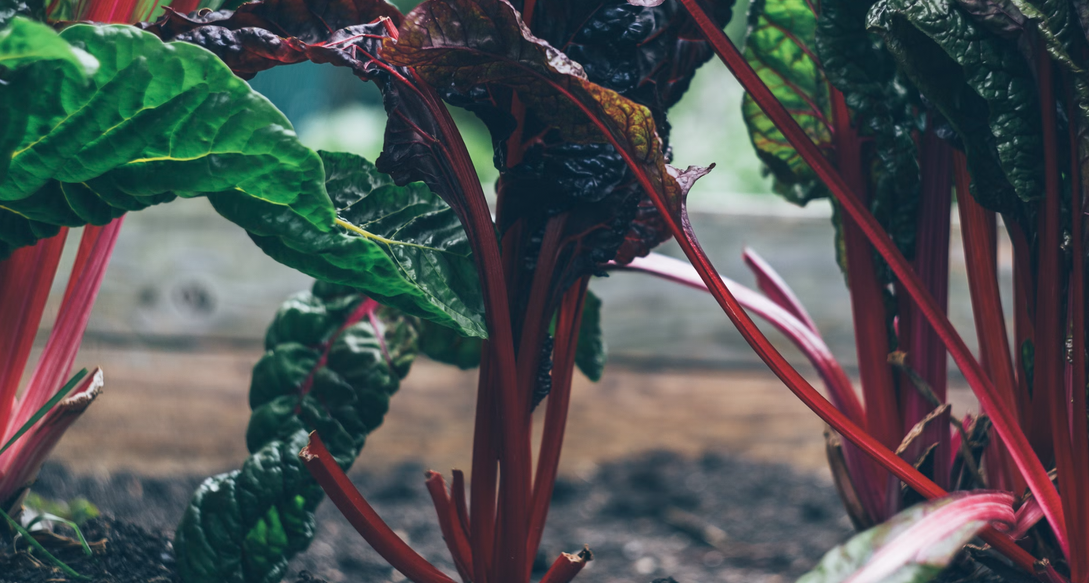 From Seed to Harvest: Mastering the Art of Growing Vibrant Beetroots