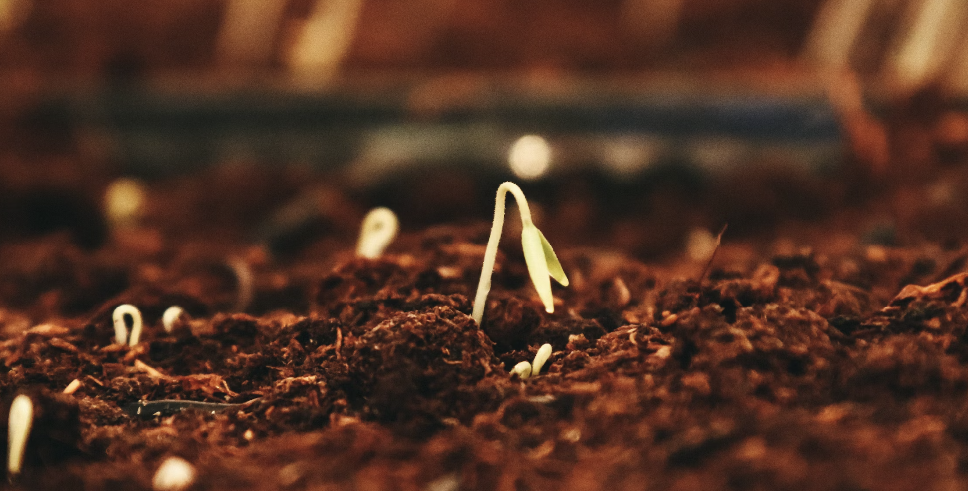 How to Choose the Right Seeds for Your Allotment: Expert Tips and Tricks