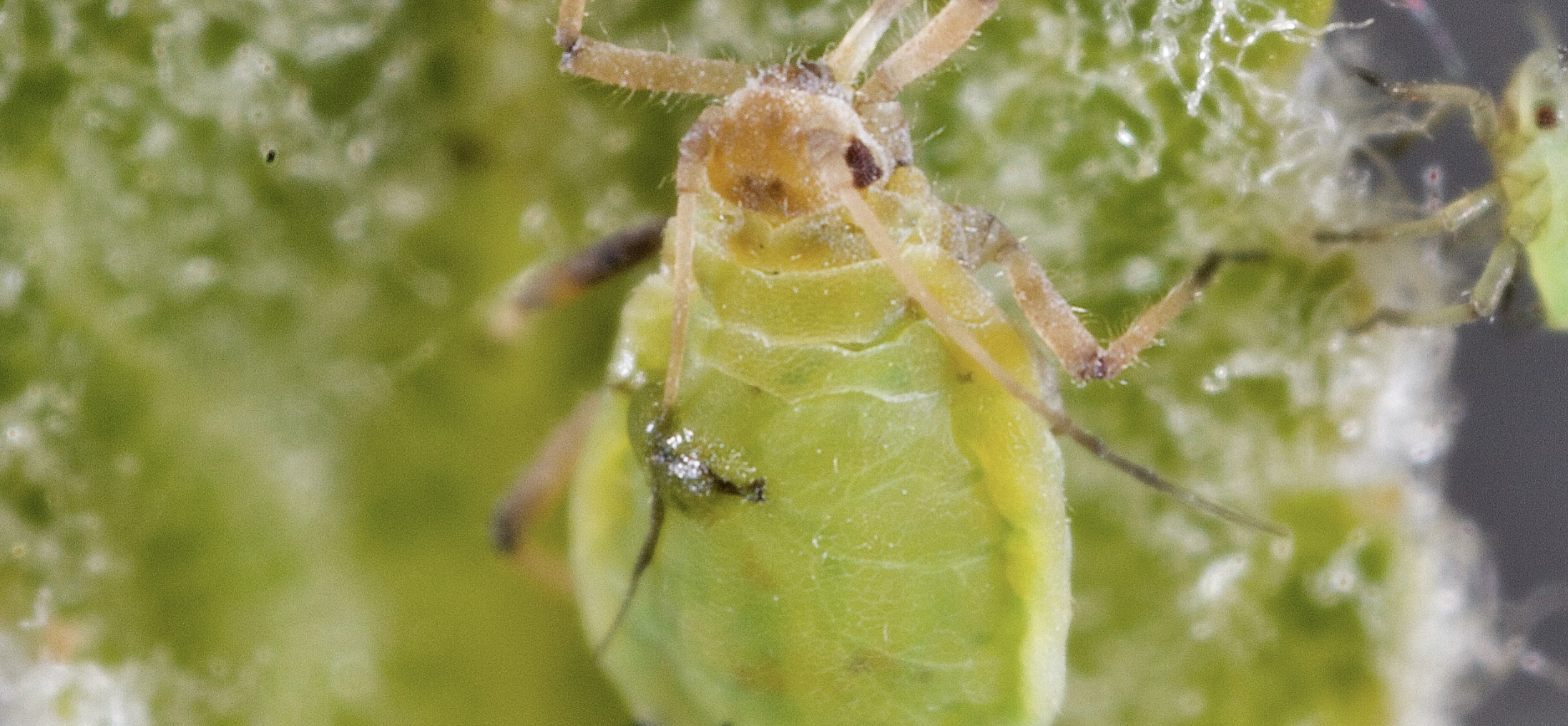 How Ultra Fine Insect Mesh Netting Can Safeguard Your Plants from Tiny Intruders