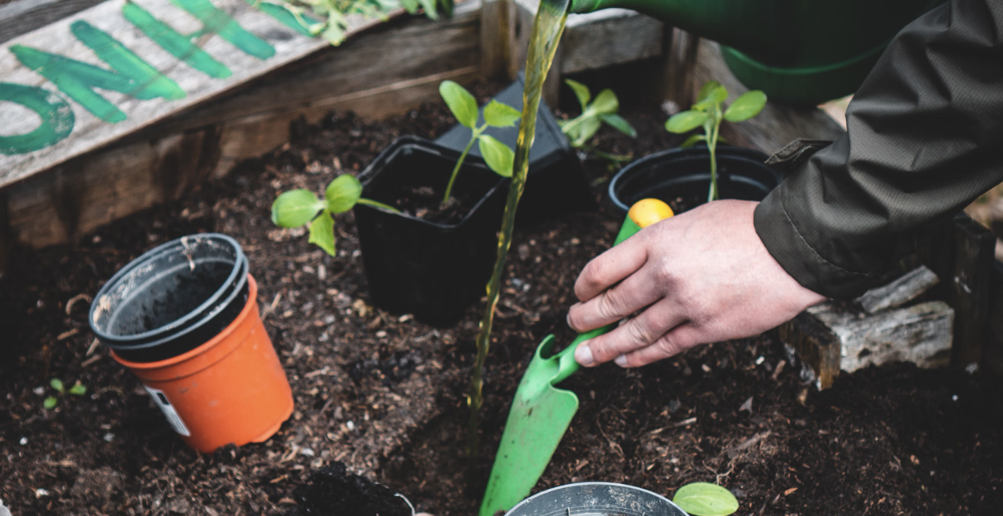 The Health Benefits of Growing Your Own Vegetables in a Home Garden