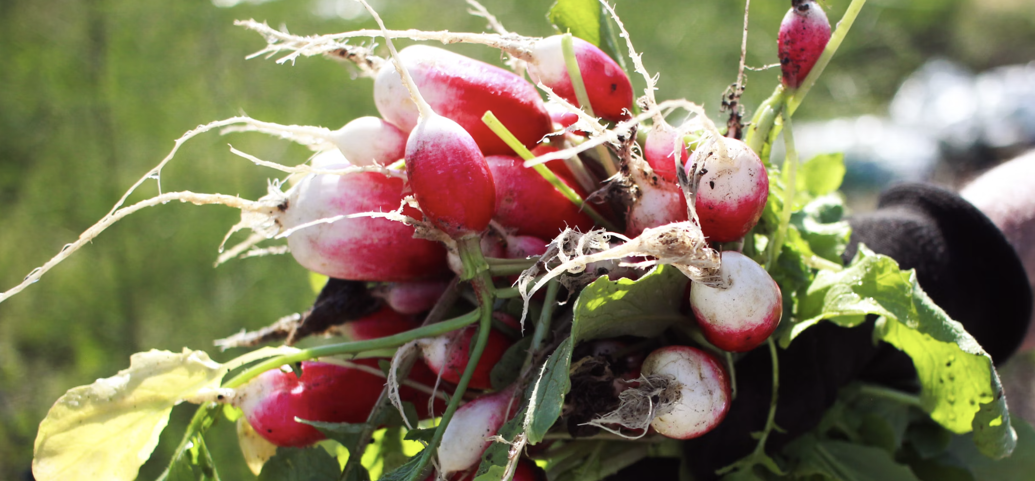 Unlocking the Secrets of Growing a Vibrant Vegetable Garden: A Comprehensive Guide to Choosing and Planting the Best Vegetable Seeds