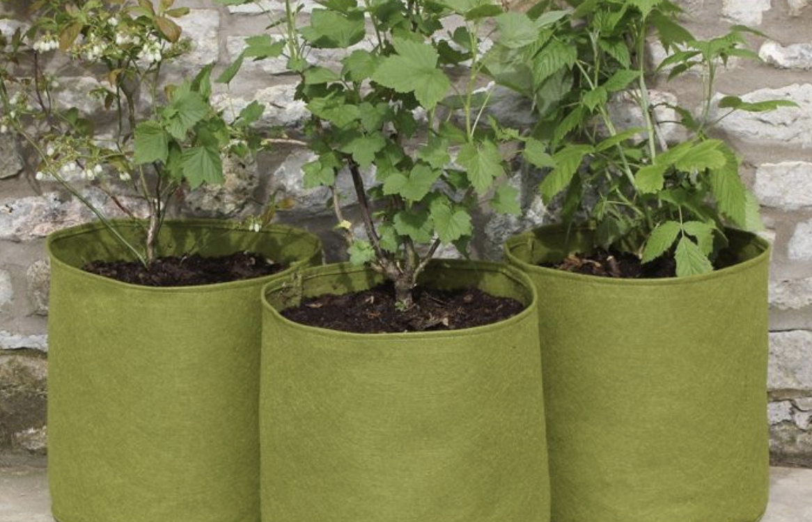 Boost Your Plant's Health and Growth with Vigoroot Pots: A Revolutionary Solution!