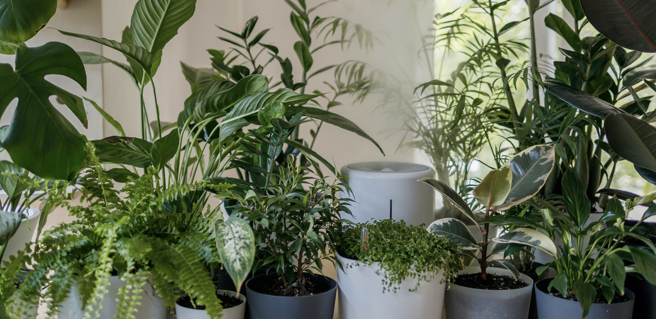 How to Choose the Perfect Plant Pot for Your Home or Garden