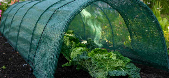 Tunnels & Cloches